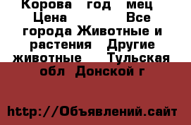 Корова 1 год 4 мец › Цена ­ 27 000 - Все города Животные и растения » Другие животные   . Тульская обл.,Донской г.